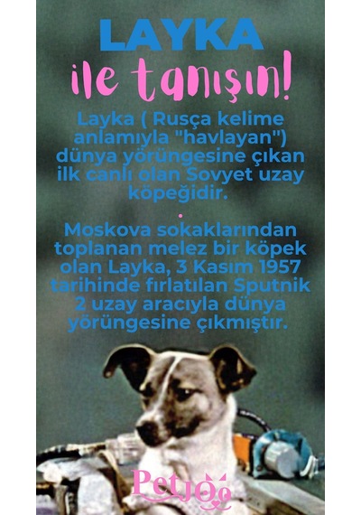 Petjoo 22.Layka Pembe-Mavi Qr'lı Köpek Künyesi