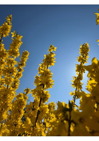 Tüplü Altın Çanağı Fidanı Forsythia Intermedia - Sarı Çiçekli Erken Bahar Açan Süs Çalısı