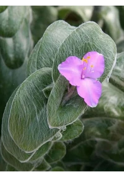 Videolu Tüylü Telgraf Çiçeği Fidanı 20-30cm Askılı Saksılı Çiçekli Bodur Bitkiler Tradescantia