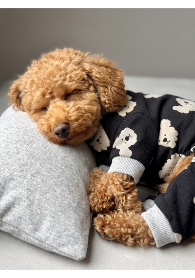 Doggy Köpek Uyku Takımı Pamuklu Penye Köpek Tulumu Ve Mini Yastık Küçük Irklar İçin Tüy Dökülmesini Siyah 2XL