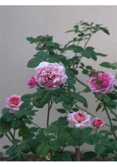 Vidolu Isparta Gülü Reçellik Pembe Renkli 20 50 Cm 1 Adet Aşılı Gül Pink Rose