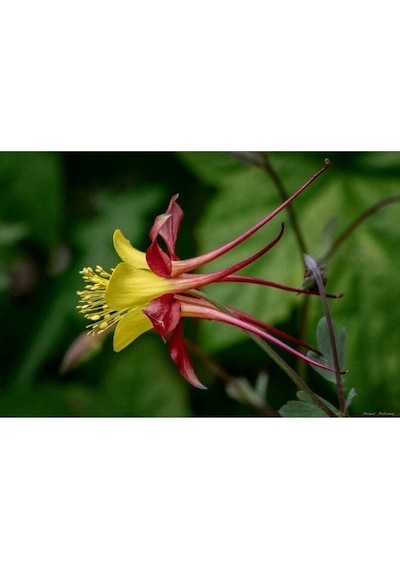5 Adet Native Wild Columbine Tohumu