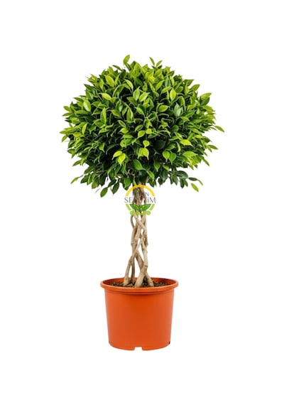 Ficus Benjamin Bitkisi Kafes Örgülü 120-140cm