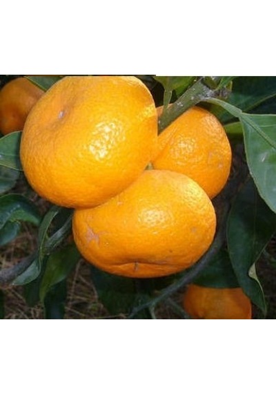 Tüplü Mihovaze Mandalina Fidanı Yaş 1-2 Boy 90-110cm