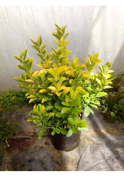 Gold Taflan 10 Adet - Büyük Boy 40 - 50 Cm