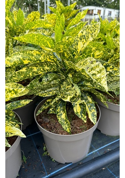 Japon Defnesi Aucuba Japonica 10 Adet