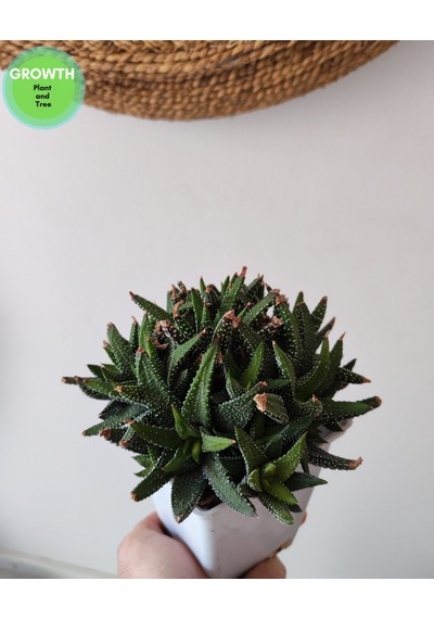 Haworthia Fasciata Variegata 1 Adet