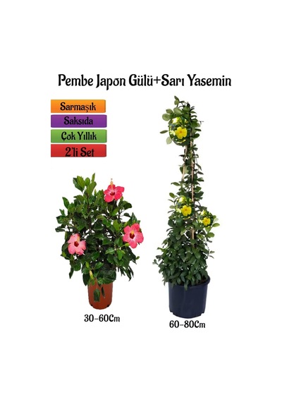 Çok Avantajlı Pembe Renk Japon Gülü Çiçeği+sarı Yasemin Çiçeği Fidanı 2'li Bahçe Peyzaj Seti