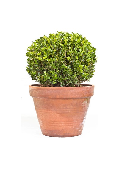 Peyzaj Bitkisi Şimşir Çalısı Buxus