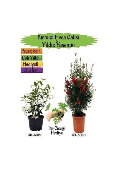 Kırmızı Fırça Çalısı+kokulu Yıldız Yasemin+ıtır Çiçeği Peyzaj Seti