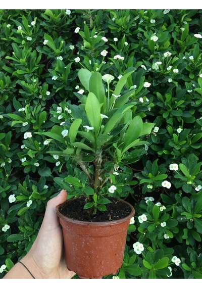 Videolu Beyaz Renk Dikenler Tacı Çiçekli Ithal Hollanda Milli Saksılı Kaktüs White Euphorbia