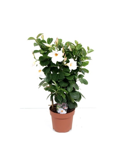 Beyaz Çiçekli Sandavilla Mandevilla Sarmaşık 30 60 Cm Dış Mekan Saksılı Bitki