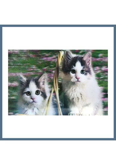 Buradabulabilirsin 3 Boyutlu Resim Sevimli Kediler İkili Kedi Resmi Tablosu 40x60 Cm Bbz