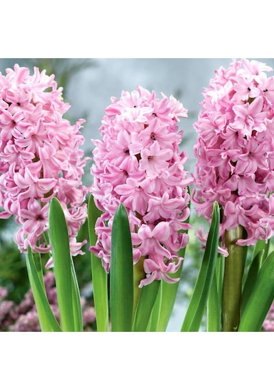 Hyacinthus Fondant Sümbül Soğanı 3 Adet