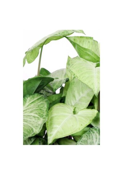 Syngonium Podophyllum 'white Butterfly' - Melek Kanadı Çiçeği Xl - Ev Ofis Salon Iç Mekan Bitkisi