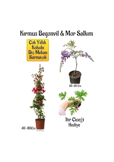 Kırmızı Begonvil Çiçeği+mor Salkım Ağacı Fidanı Itır Çiçeği Bahçe Peyzaj Seti