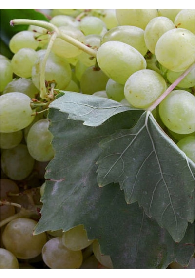 Videolu Bol Sulu Tatlı Çekirdeksiz Üzüm 40 60 Cm Tüplü Dış Mekan Bitkisi Thompson Seedless