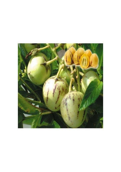 Serada Decor & Plant Pepino Fidanı Tüplü Aşılı Canlı