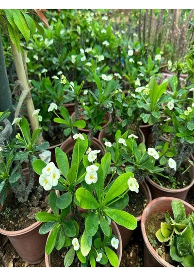 Beyaz Pembe Kırmızı 3 Adet Milli Dikenler Tacı Çiçeği Fidesi 15-30cm Saksılı Euphorbia