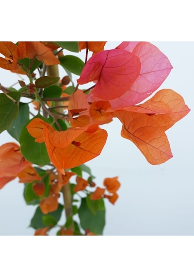 Videolu Turuncu Begonvil 90- 110 Cm 1 Adet Saksılı Çiçekli Bahçe Teras Bitkisi Bougainvillea