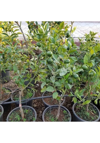 3 Yaş Aşılı Mandalina Fidanı. Torbada