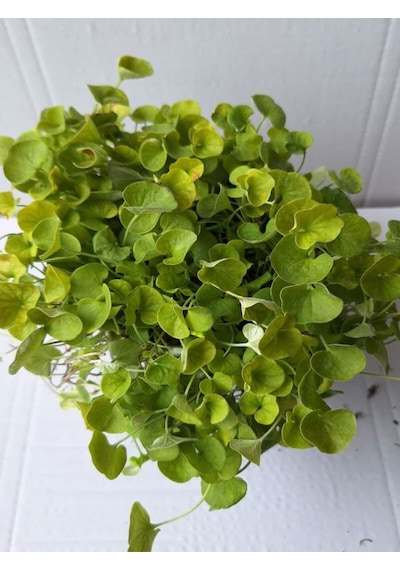 Dichondra Repens- Fare Kulağı Çiçeği 1 Adet Saksılı Bahçe-balkon Çiçeği