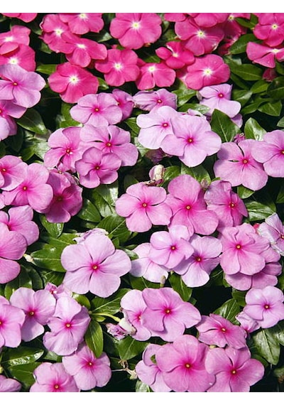 Videolu Pembe Cam Güzeli 10 30 Cm 1 Adet Saksılı/ Tüplü Çiçekli Bodur Bitki Impatiens Walleriana