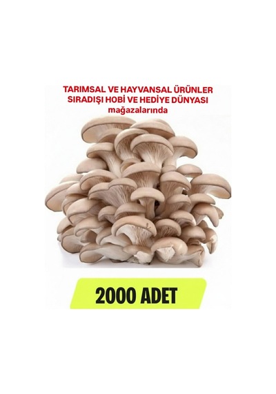 2000 Adet İstiridye Mantarı Tohumu, Ekim Poşetleri, Kılavuz Ve Üzüm Fidanı Tohumu Hediye