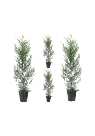 Videolu Bol Yapraklı 5 Adet Leylandi Fidanı Tüplü\saksılı 10-25cm Leyland Sapling