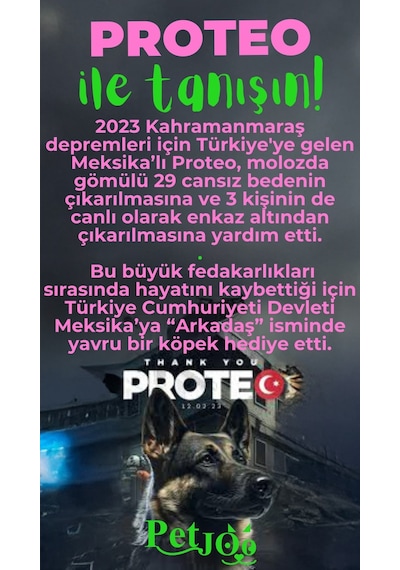 Petjoo 24.Proteo Yeşil-Pembe Qr'lı Köpek Künyesi
