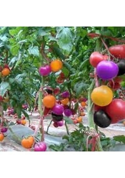 15 Adet Tohum Nadir Bulunan Gökkuşağı Rengarenk Domates Tohumu