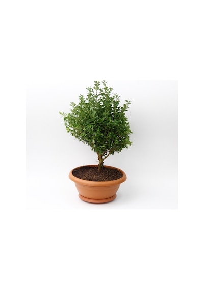 Bonsai Şimşir Fidanı Ev / Ofis Bitkisi - 3 Adet
