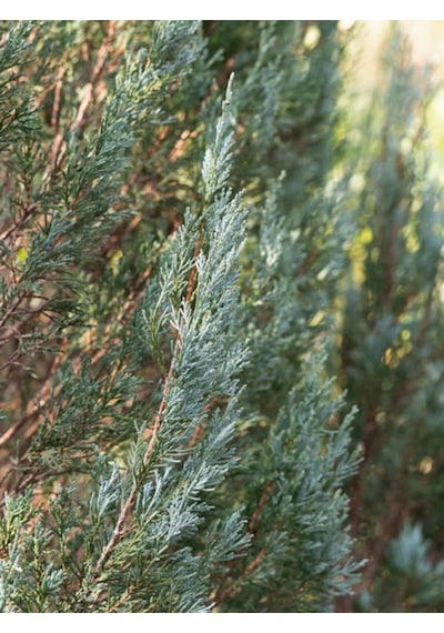 Videolu Muheteşem Renkli Mavi Leylandi Fidanı 40 60cm 1 Adet Tüplü Cupressocyparis Leylandii
