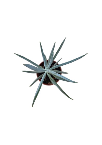 Senecio Serpens 'Blue Chalksticks' (Sukulent) Ø5,5 CM Y0-10 CM