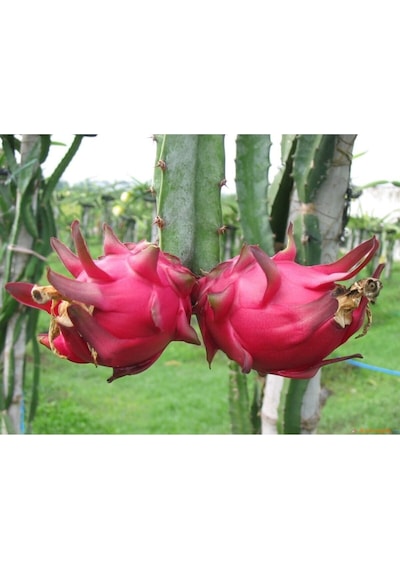 Ejderha Meyvesi - Dragon Fruit Tohumu Tropikal Meyve Tohumları 10 Adet Tohum