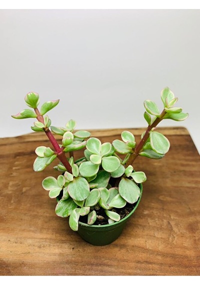 Portucularia Afra Variegata Sukulent