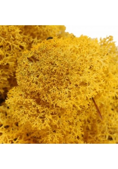 Reindeer Moss Hardal Şoklanmış Norveç Yosunu 30gr
