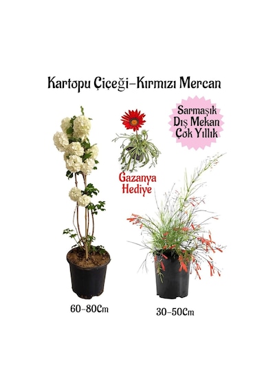 Kartopu Çiçeği 1 Adet +kırmızı Mercan 1 Adet+kırmızı Gazanya Saksılı Bahçe Seti