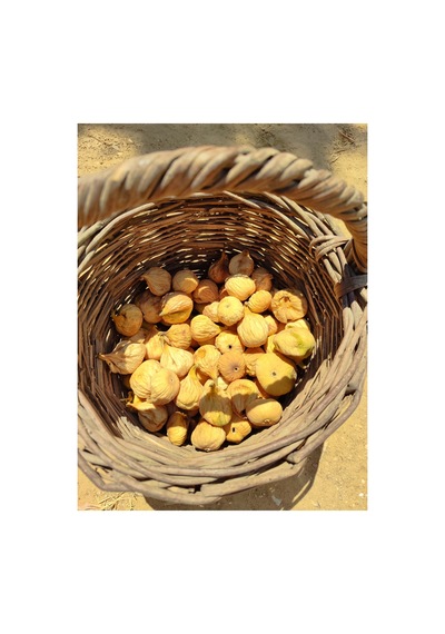 %100 Natural, Üreticiden Sağlıklı Atıştırmalık Küçük Boy Sarılop Aydın Inciri 1 Kg Diğer