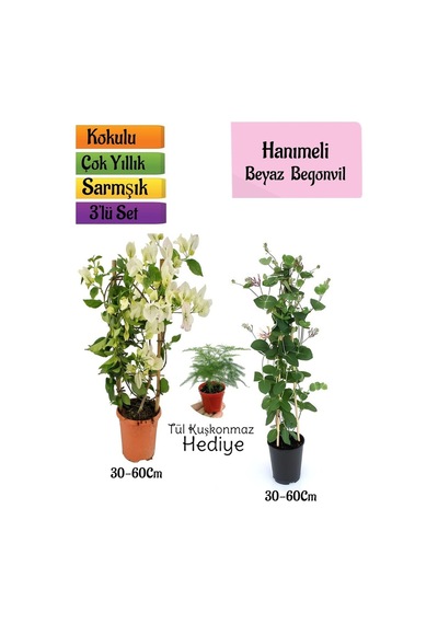 Beyaz Begonvil+kokulu Hanıme Çiçeği+tül Kuşkonmaz 3'lü Peyzaj Seti