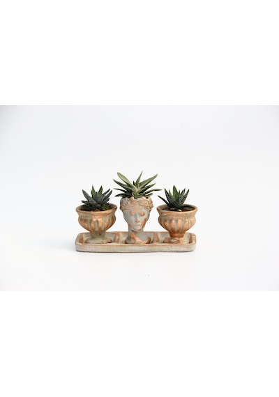 Trio Helen Orange Sukulent Seti - Haworthia Pumila. Gasteria