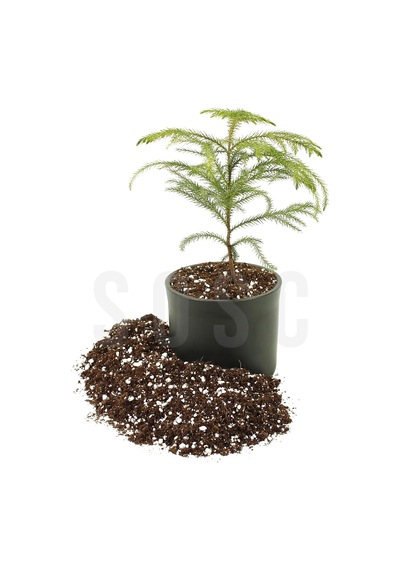 Substrat Lıght Mıx Ithal Sphangum Torfu Cocopeat Perlit Özel Karışım Saksı Harcı Çiçek Ve Bitki Toprağı 10 Lt 0