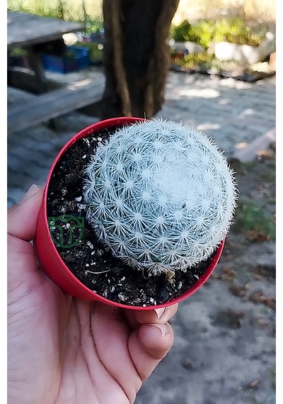 Mammillaria Candida Kaktüs Koleksiyonluk Nadir Tür
