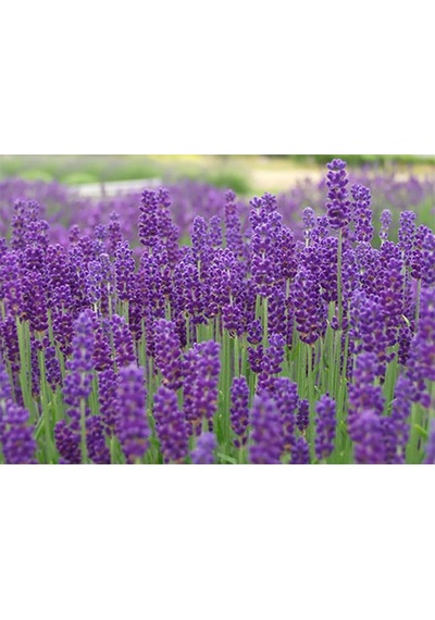 5 Adet Lavanta Fidanı Lavandula Officinalis. Dahil