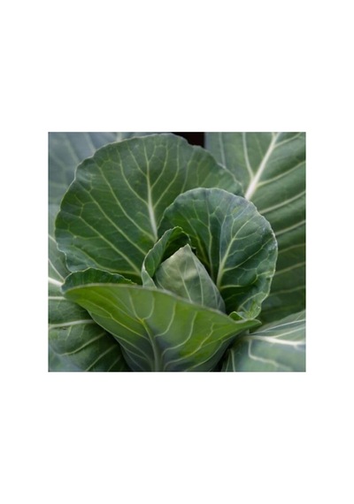 Karadeniz Lahana Tohumu - 5 Gram