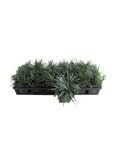 Osmanlı Çimi - Ophiopogon Japonicus - 100 Adet