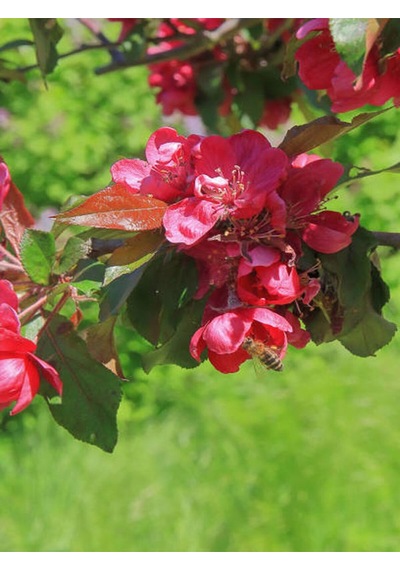 Videolu Bol Çiçekli Yörük Gelini Ağacı Fidanı 1 Adet 40-70cm Japanese Quince Süs Bitkisi
