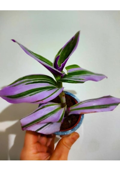 Telgraf Çiçeği Fidesi 15-20cm 1 Adet