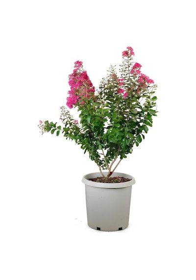 Pembe Renk Oya Ağacı Bitkisi 1 Adet Saksılı 30-60cm Çiçekli Bahçe Bitkisi