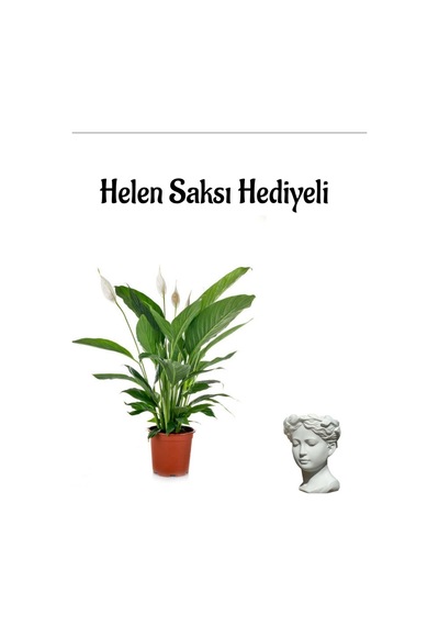 Hediyelik Zarif Beyaz Barış Çiçeği Sevgililer Gününe Özel Helen Saksı Hediyeli